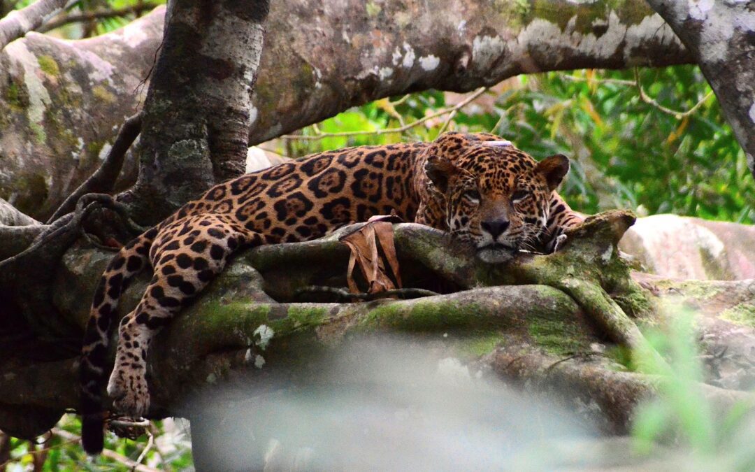 Quantas onças vivem na Amazônia? Pesquisa estima densidade do felino em áreas protegidas do bioma