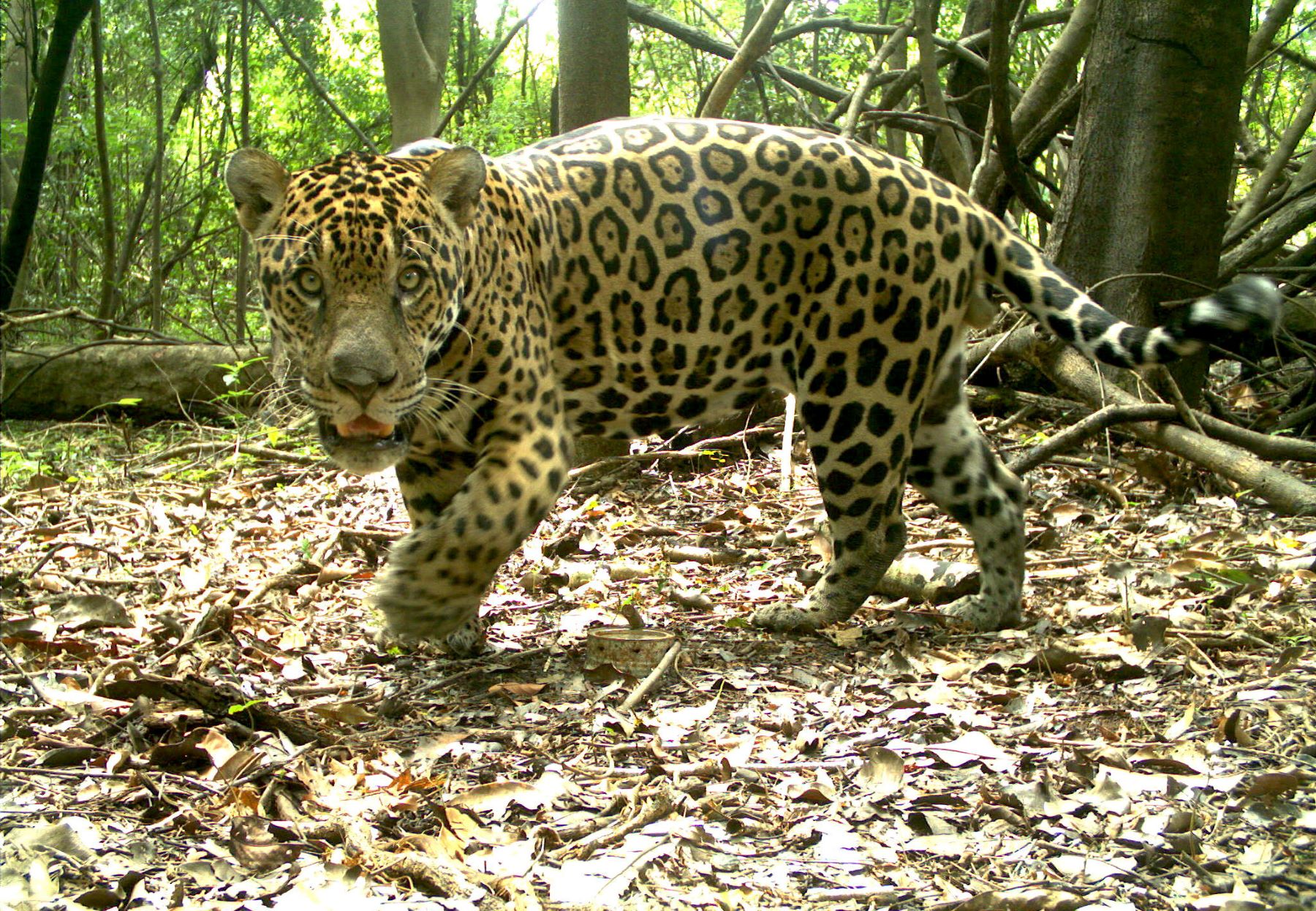 e1b218a2a20b257aae963315187fc43c