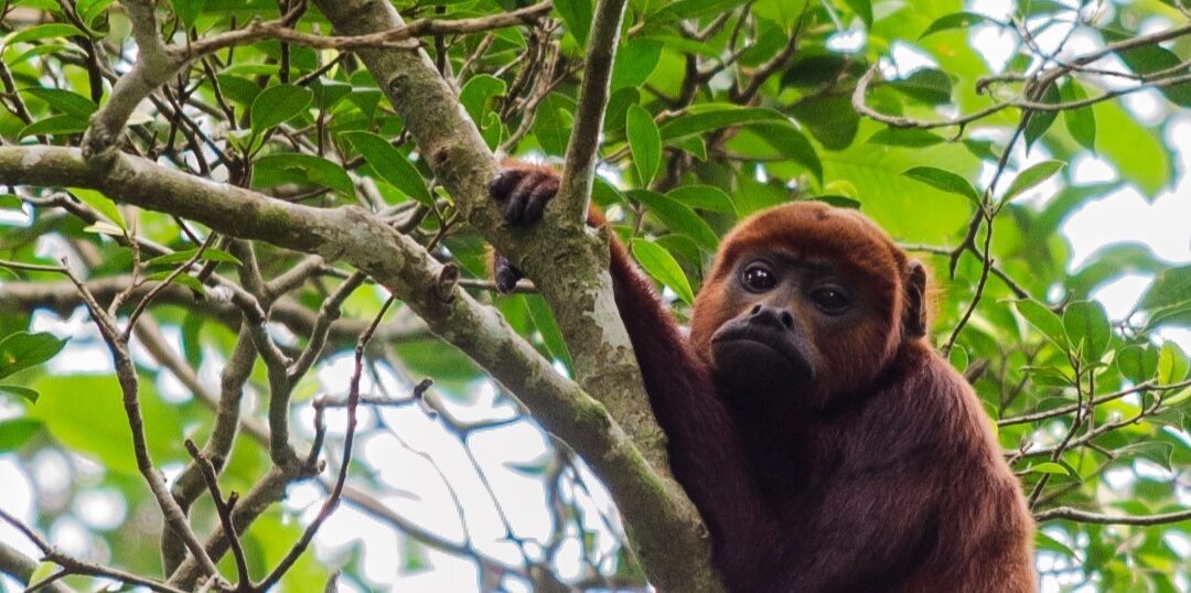 Pesquisa inédita revela microplásticos no estômago de macacos na Amazônia